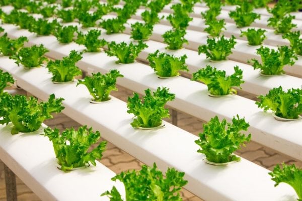 knowing the origin of each food has great difficulties