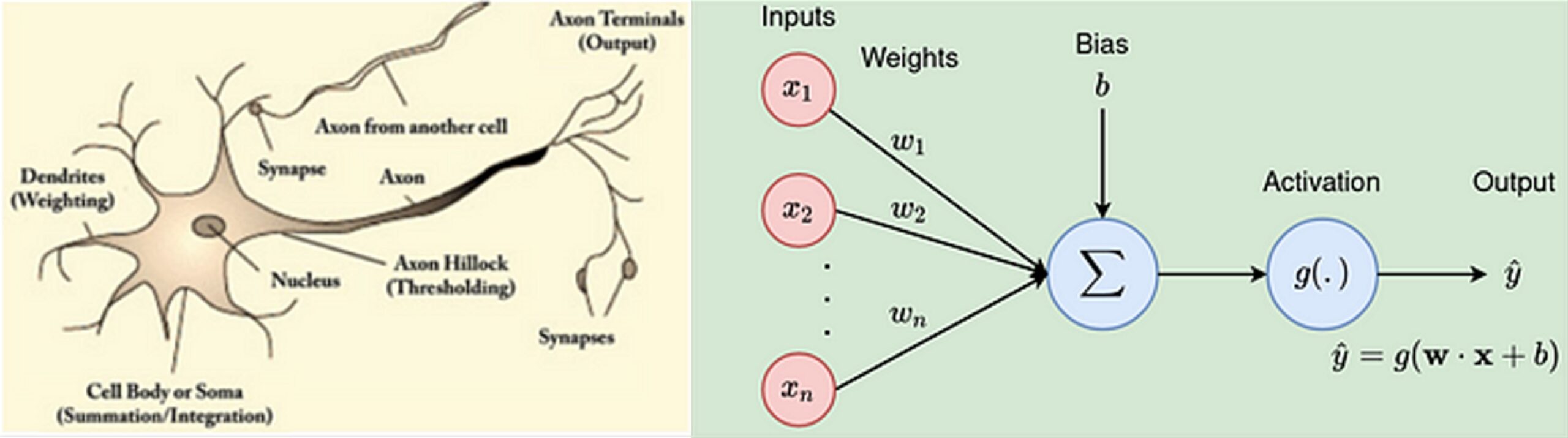 Representation of a neuron