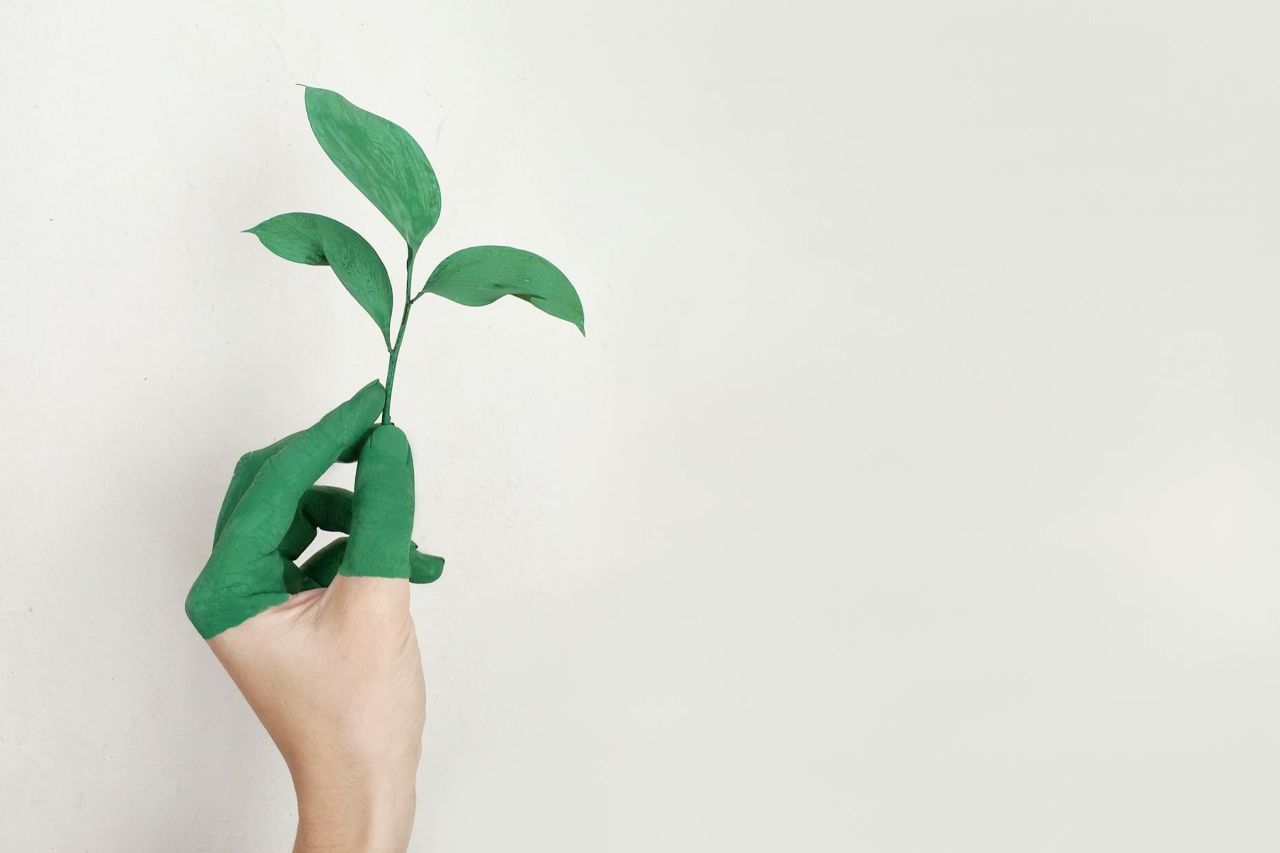 Person's left hand holding a green leaf plant